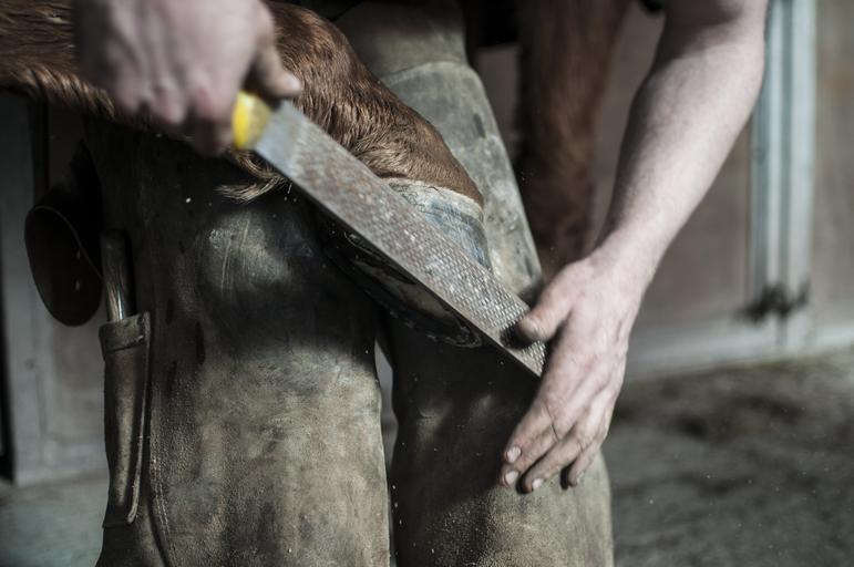 Farrier Accessories: Essential Tools for Equine Hoof Care